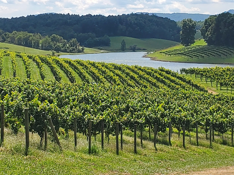 Vineyards for Biltmore Winery - Vineyard in Asheville