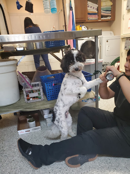 Marco Veterinary Hospital