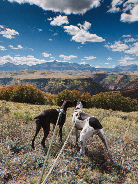 Animal Hospital of Telluride - Veterinarian in Telluride