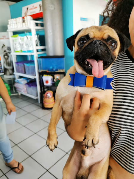 Posta Veterinaria - Veterinarian in Centro