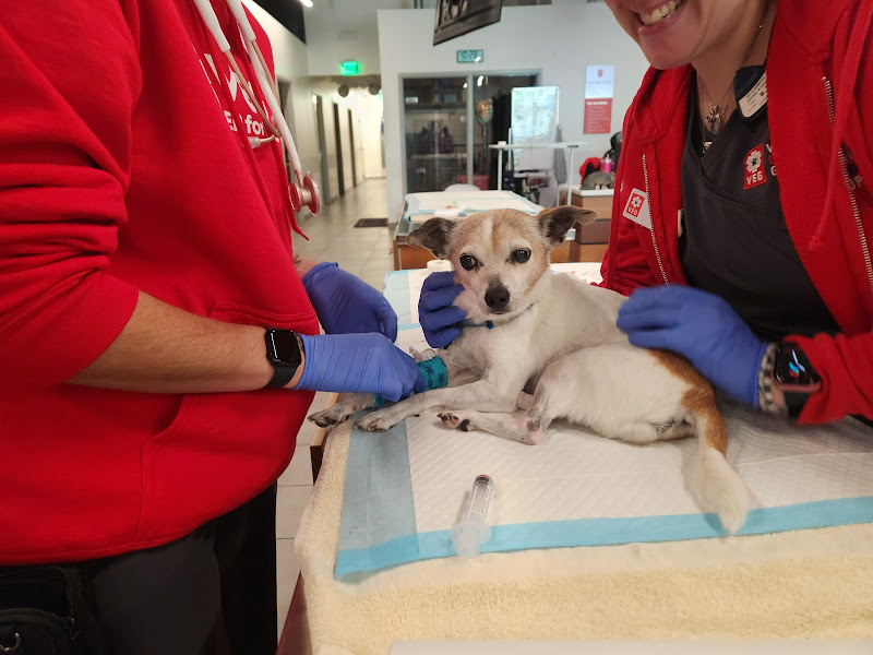 Veterinary Emergency Group - Emergency veterinarian service in Clearwater