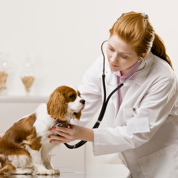 PawMed Veterinary Urgent Care - Emergency veterinarian service in Charleston