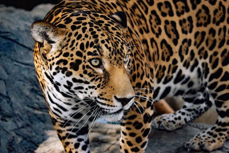 Animal World & Snake Farm Zoo - Tourist attraction in New Braunfels