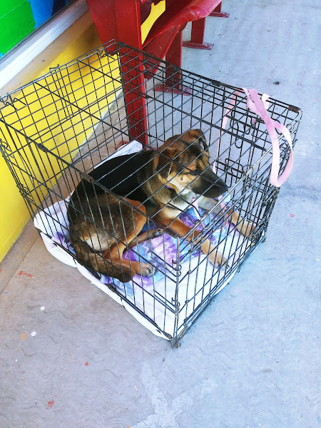 Esperanza Veterinary Clinic - Veterinarian in Nuevo Peñasco