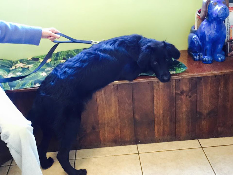 All Animal Clinic - Veterinarian in Key West
