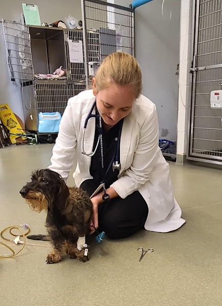 VCA Palm Beach Veterinary Specialists