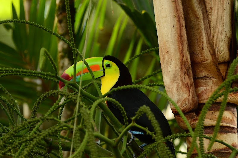 Rainforest Explorers CR