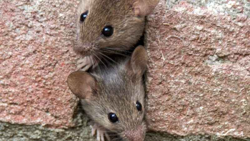 Nonstop Pest Control