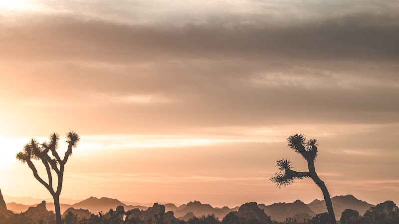 Sunset Palms Photography – Palm Springs Portraits - Photographer in Palm Springs