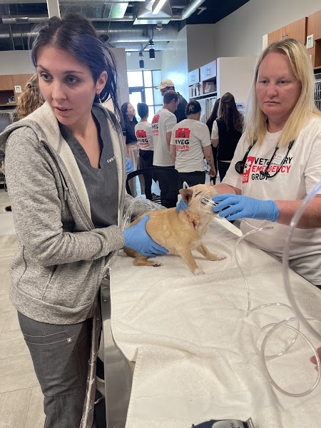 Veterinary Emergency Group - Emergency veterinarian service in Denver