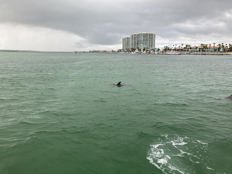 Dolphins Down Under - Boat tour agency in Orange Beach