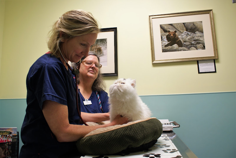 West Ashley Veterinary Clinic - Veterinarian in Charleston