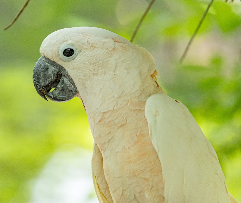 Parrot Mountain and Gardens photo
