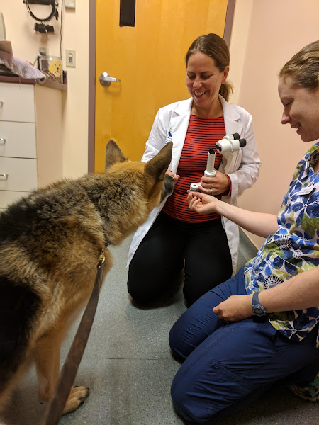 Portland Veterinary Emergency and Specialty Care (Dermatology Only) - Animal hospital in Portland