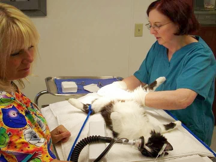 Cat Clinic of Chattanooga - Veterinarian in Chattanooga