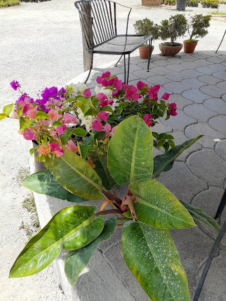 Vivero Los Cabos - Landscape designer in Sta Rosa