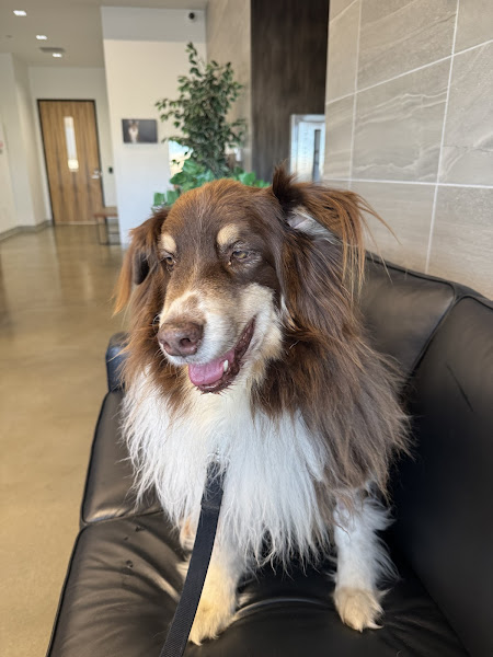 Bridger Veterinary Specialists & Emergency