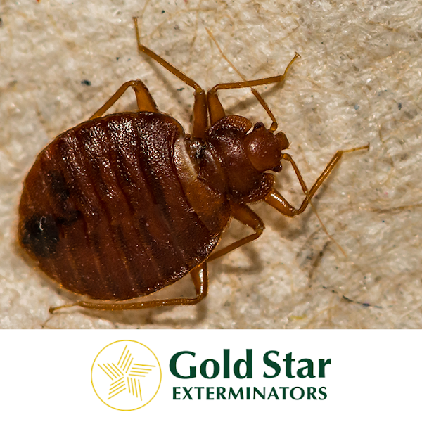 Gold Star Exterminators