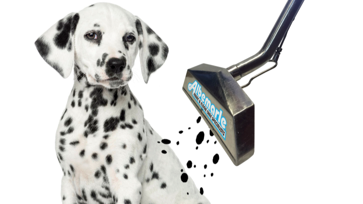 Albemarle Fabric & Floor Care - Carpet cleaning service in Powells Point