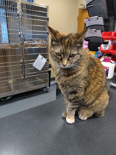Village West Veterinary - Veterinarian in Chicago