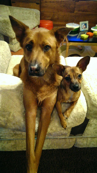 Dr. Epperson Michael DVM