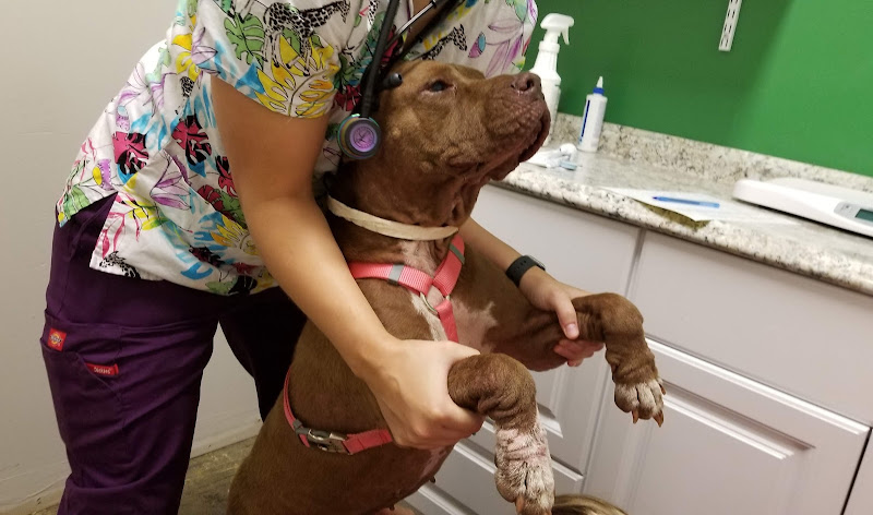 Aloha Affordable Veterinary Services