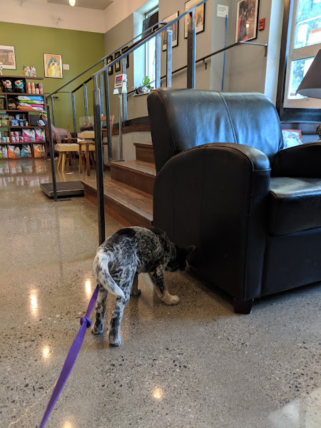 Jet City Animal Clinic