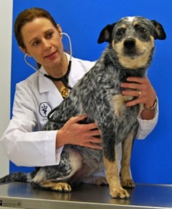 Affordable PetCare Hospital