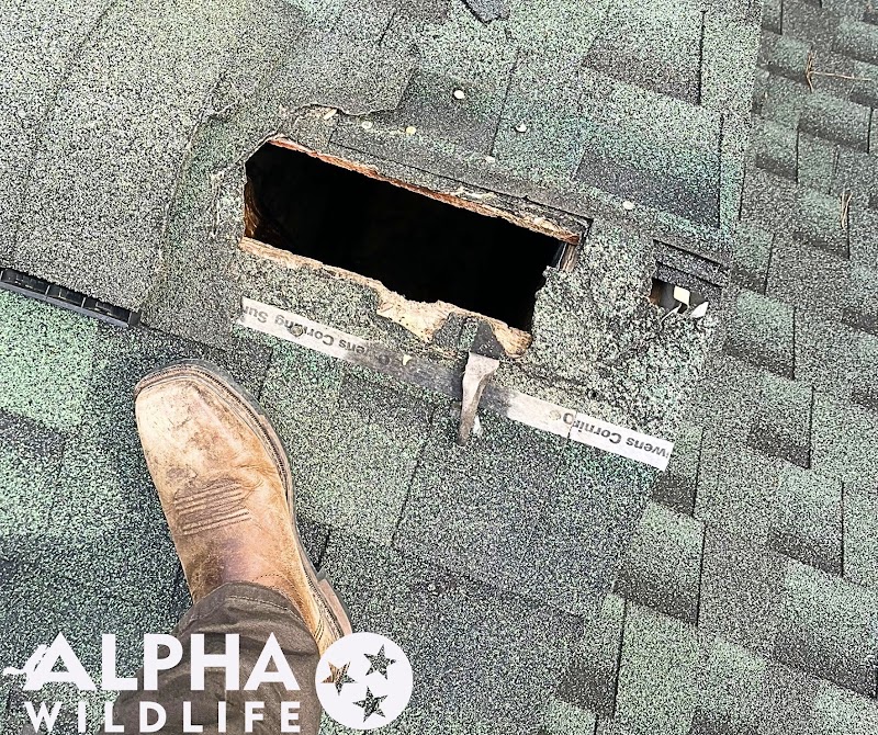 Alpha Wildlife Chattanooga photo