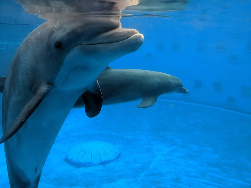 Gulfarium Marine Adventure Park photo