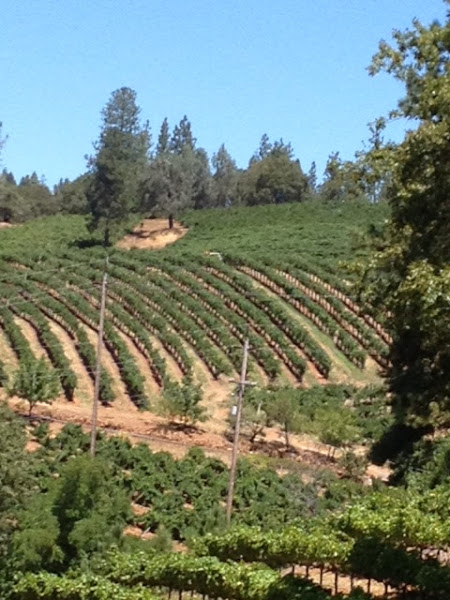 Gianni Buonomo Vintners - Winery in San Diego
