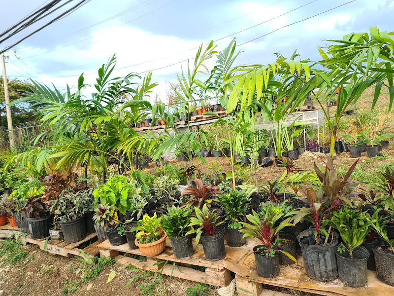 Pride & Joy Plant Center - Wholesale plant nursery in Montego Bay