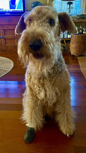 Key West Vets and Pets - Veterinarian in Key West