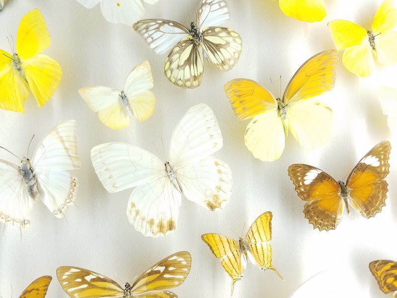 Audubon Insectarium photo