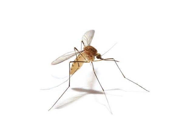 Smithereen Pest Management Services - Pest control service in Chicago
