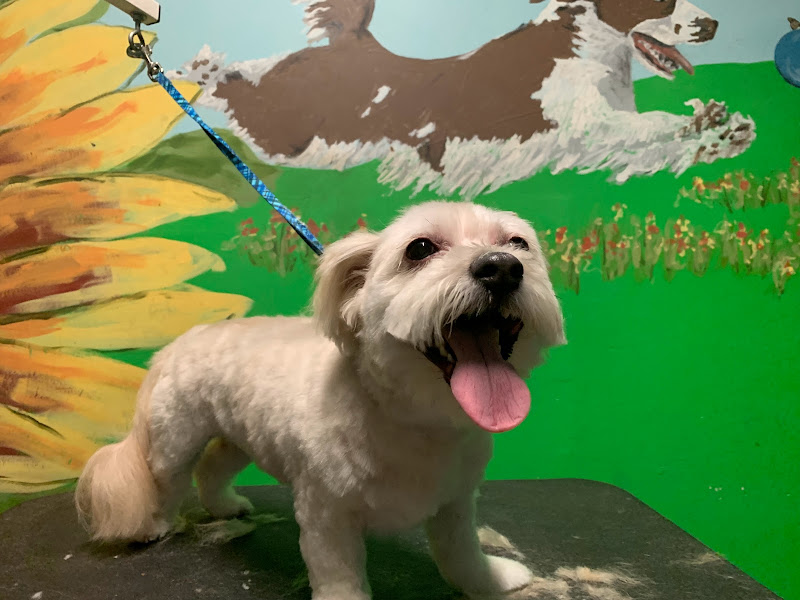 Best Dog Groomers Colorado Springs - Pet groomer in Colorado Springs