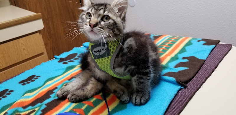 Kearny Mesa Veterinary Center