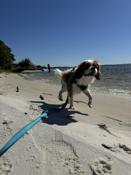 Navarre Beach Pet Retreat