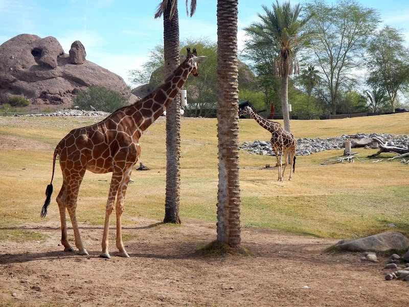 Phoenix Zoo photo
