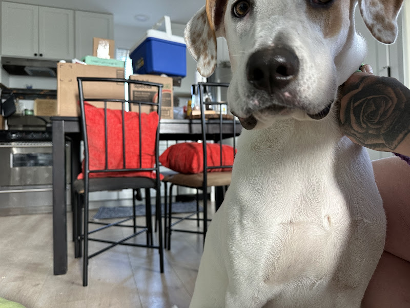 VCA Spring Creek Animal Care Hospital