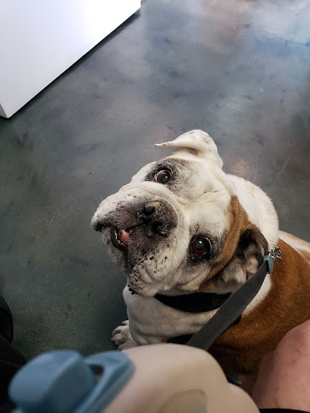 Metropolitan Animal Specialty Hospital (MASH)