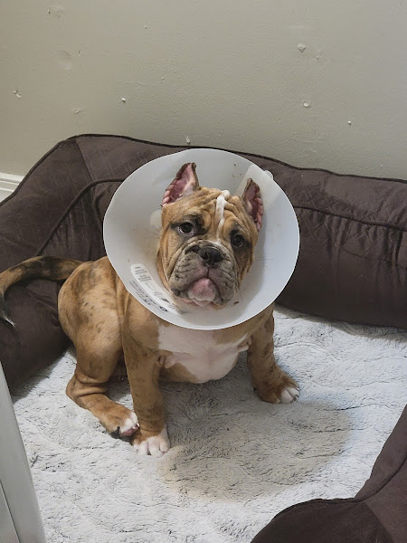 Mid County Veterinary Hospital