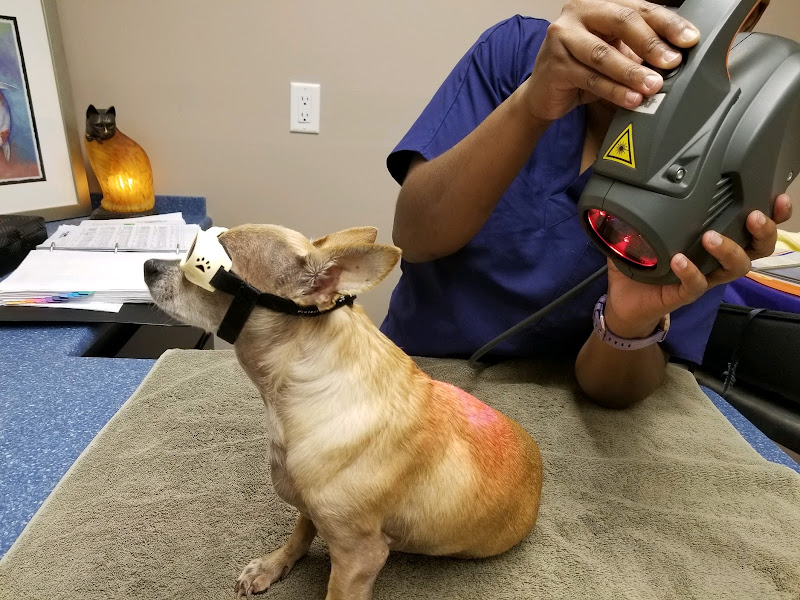Veterinary Healing Arts - Veterinarian in St Pete Beach