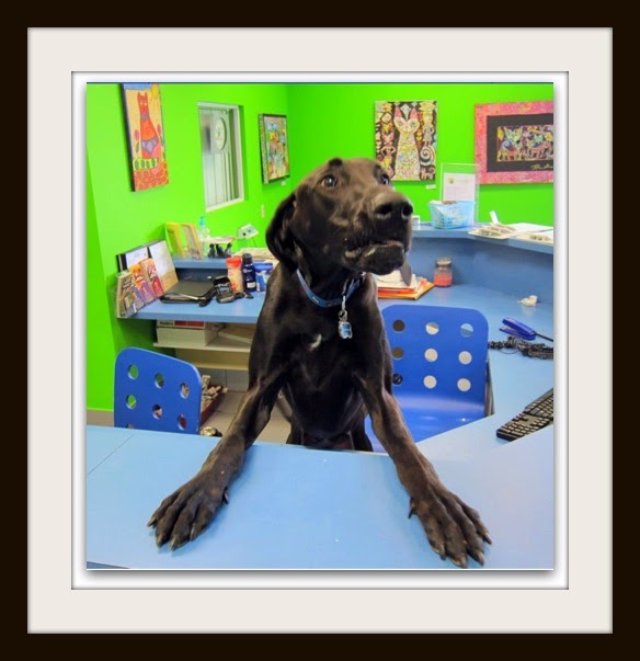 Urgent Pet Care
