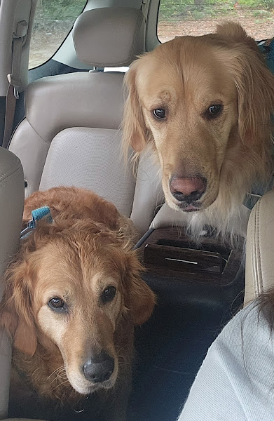 Coastal Animal Hospital