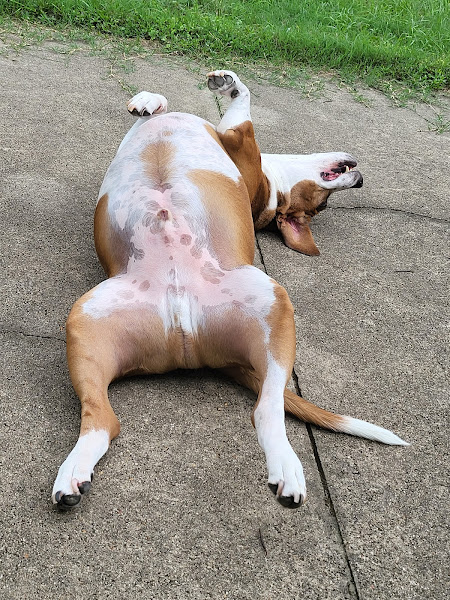 Crossroads Animal Clinic