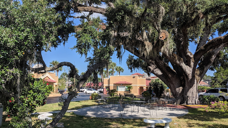 The Old Senator Tree