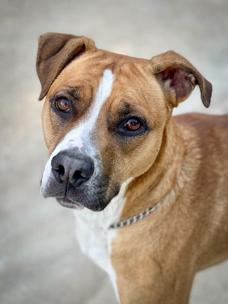 Al-Van Humane Society Adoption & Community Education Center - Animal shelter in South Haven